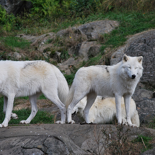 ILSVRC2012_val_00000027.png