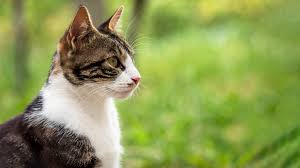 cat.png