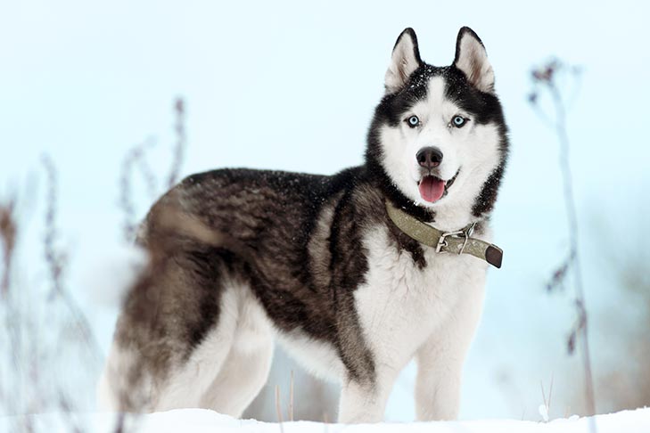 dog.jpeg