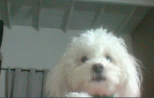 dog.png